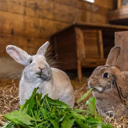 Viehhofbauer Apartamento