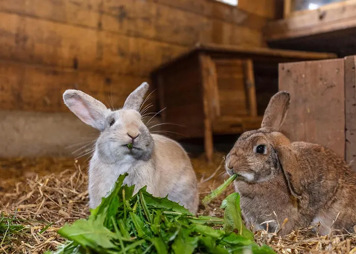 Viehhofbauer Apartmán